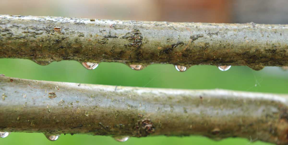 Zweige nach dem Regen
